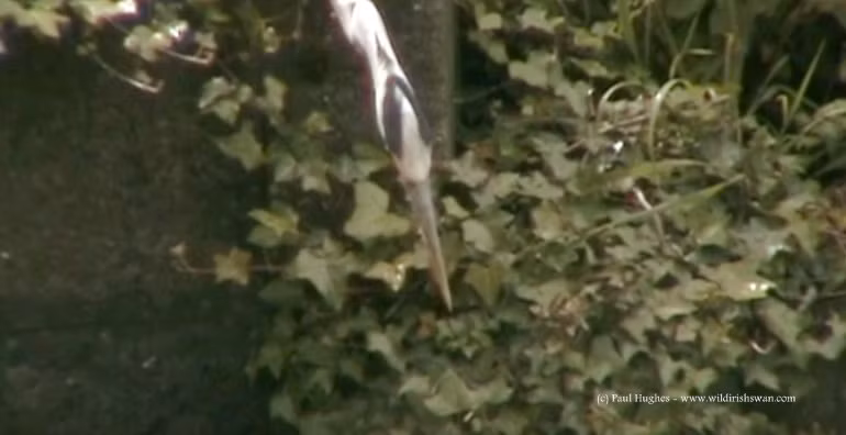 Dựa theo khả năng sáng tạo của chúng trong các môi trường kiếm ăn, con chim diệc được coi là một trong số các loài chim thông minh nhất, phản ánh sự đa dạng, mềm dẻo và tính thích nghi cao của chúng trong việc tìm kiếm thức ăn. Ở bất cứ môi trường nào, chim diệc cũng có thể mở rộng thực đơn của mình.