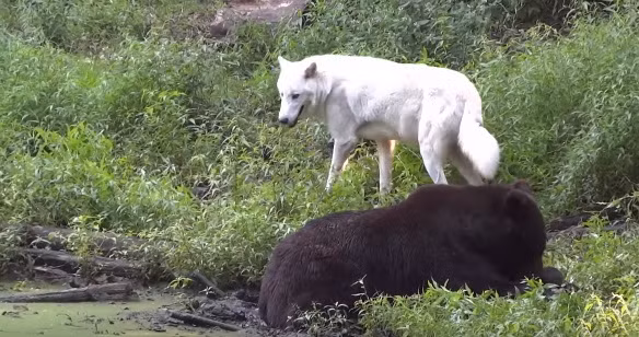 Trước khi rút lui, sói trắng nhìn gấu đói một cách hằn học.