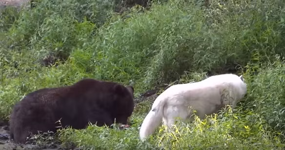 Sau cùng, chỉ còn một con sói trắng không cam lòng, đứng tần ngần mãi nhìn con gấu đói hung dữ ăn mất phần thức ăn của mình.