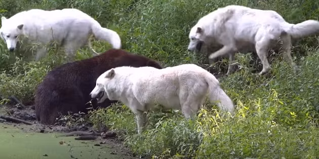 Bị ăn đau, cả ba con sói trắng cùng lùi ra.