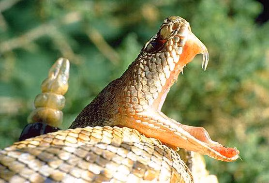 Cuối cùng, nếu bạn có thời gian để cuốn băng, hãy thắt ngay dòng chảy của hệ bạch huyết mà vẫn đảm bảo sự lưu thông máu. (Nguồn Africa Geographic)