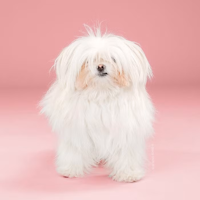 Nhiếp ảnh gia động vật Grace Chon đã nảy ra ý định chụp lại hình ảnh của những chú chó cưng đáng yêu trước và sau khi được chủ nhân cho đi cắt tóc, chải lông cẩn thận khi cô chứng kiến sự thay đổi ngoạn mục của những chú chó sau khi được đi salon. Trong ảnh là Yuki trước khi được chải chuốt. (Nguồn Bored Panda)