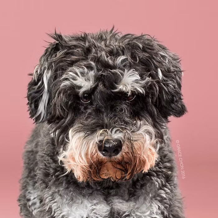 Raider trước khi được cắt tỉa. (Nguồn Bored Panda)