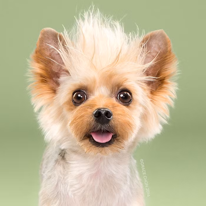 Teddy sau khi được người thợ tài hoa Donna Owens tỉa lông, khuôn mặt của chú chó dễ thương này sáng sủa hơn rất nhiều. (Nguồn Bored Panda)