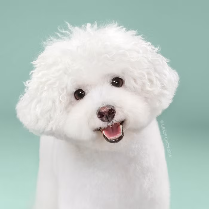 Sau khi tới salon, Herman khiến chủ nhân ngỡ ngàng vì dáng vẻ quá đáng yêu, ngộ nghĩnh của mình. Người thợ giúp Herman trở nên xinh đẹp là Cindy Reyes. (Nguồn Bored Panda)