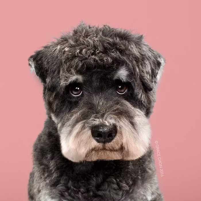 Sau khi được Koko Fukaya "phù phép", Raider trông bảnh hơn rất nhiều. (Nguồn Bored Panda)