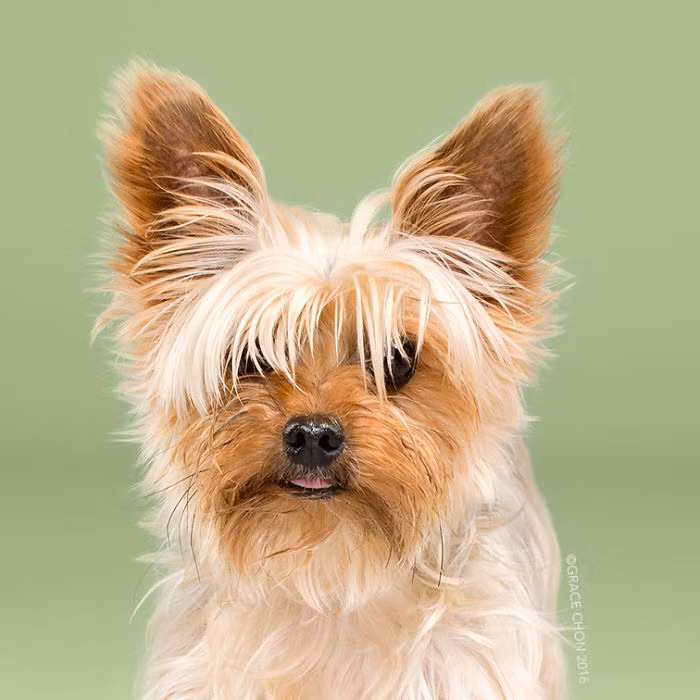 Phong cách chải chuốt Nhật Bản là cắt tỉa lông của chúng để làm chúng càng đáng yêu càng tốt. Bằng cách nêu bật những đặc điểm độc đáo, dễ thương của những con chó, những thợ tỉa lông luôn luôn khiến cho chủ sở hữu của chó cưng phải bất ngờ sau khi chúng được chăm chút. Trong ảnh là Teddy trước khi được cắt tỉa. (Nguồn Bored Panda)