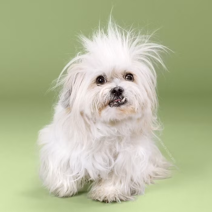 Lana trước khi được chải chuốt. (Nguồn Bored Panda)