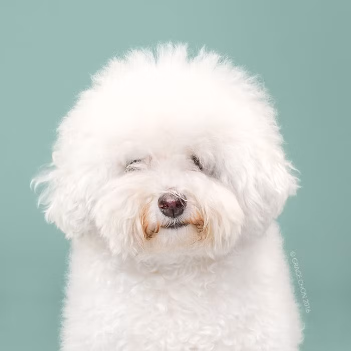 Grace Chon chia sẻ, mỗi một lần cắt tỉa, tạo kiểu cho những chú chó, người thợ đều coi đó là việc sáng tạo nghệ thuật và mỗi một chú chó sau khi được chăm chút xong đều là một tác phẩm nghệ thuật. Trong ảnh Herman trước khi được đi salon. (Nguồn Bored Panda)