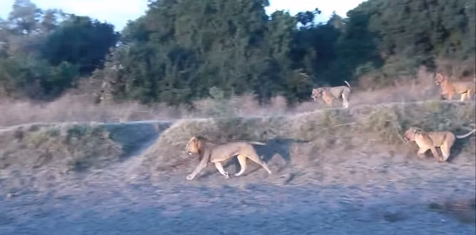 Đáng tiếc, âm mưu của sư tử đực bị đàn sư tử cái phát hiện ra. Lần này những con sư tử cái đã tức giận thực sự, không còn gầm gừ cảnh cáo, cả đàn sư tử cái đuổi tới quyết định "dạy dỗ" sư tử đực.