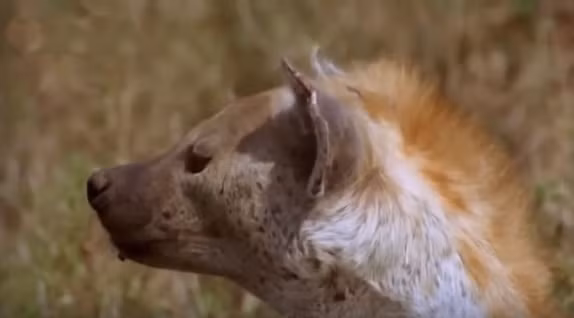 Linh cẩu mẹ đau đớn nhìn chằm chằm về phía sư tử đang ăn thịt con mình.