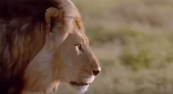 Được mệnh danh là chúa tể vùng thảo nguyên, những con sư tử châu Phi thực sự là kẻ thống trị đỉnh cao. Đặc biệt là những con sư tử đực lạnh lùng mà dũng mãnh, mỗi khi xuất hiện, chúng mang đến uy áp không thể diễn ra bằng lời.