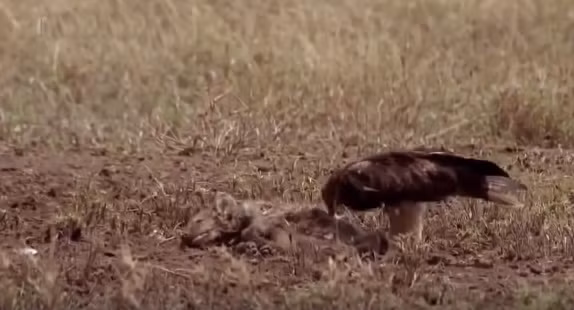 Một con chim chuyên ăn xác thối lợi dụng điều đó đã nhanh chóng chớp lấy cơ hội, sà xuống rỉa xác của linh cẩu con, tận hưởng bữa ăn miễn phí.