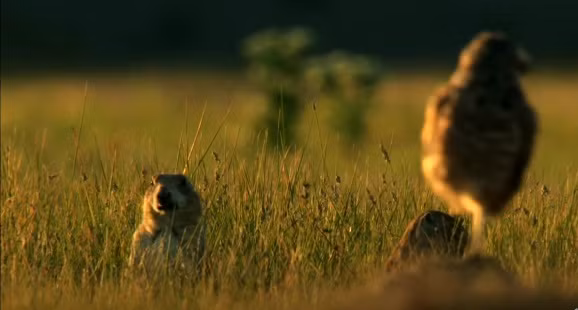 Trong một buổi hoàng hôn vàng rực đẹp tuyệt mỹ trên thảo nguyên rộng lớn, những con cú và loài cầy thảo nguyên qua lại với nhau. Cầy thảo nguyên vốn đa nghi, chúng không mấy tin tưởng loài cú. Chỉ không ngờ rằng, chỉ ít phút nữa, một con cú dũng cảm, hào hiệp sẽ cứu gia đình chúng khỏi sự tấn công của kẻ săn mồi.