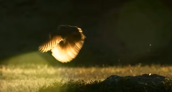 Khi thấy hàng xóm lâm nguy, một con cú "ra tay nghĩa hiệp" bay tới, quyết định cứu giúp gia đình con cầy thảo nguyên.