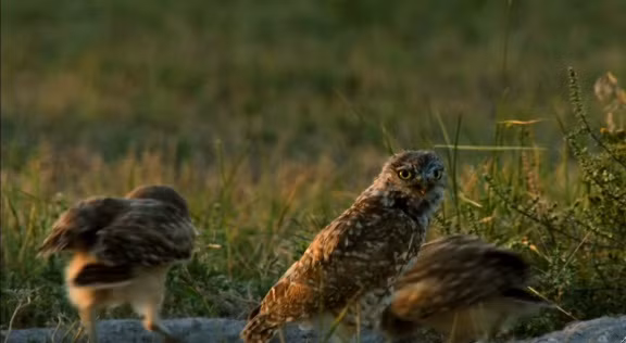 Đúng lúc ấy, một con cú phát hiện ra sự xuất hiện của con cầy thảo nguyên.