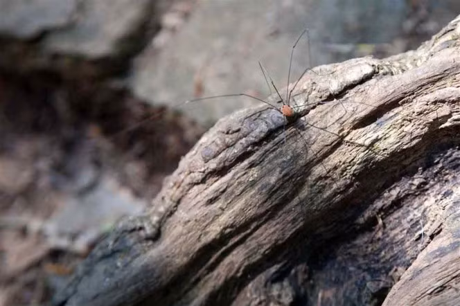 Daddy Longlegs thường bị săn đuổi bởi các loài chim, ếch, thằn lằn... nhưng chúng đã phát triển một số chiến thuật có thể giúp chúng tránh khỏi việc trở thành bữa ăn của kẻ thù. Daddy Longlegs có thể giả vờ chết, ngụy trang chính mình và thậm chí sản xuất một loại hóa chất có mùi hôi cực mạnh có thể đẩy lùi kẻ thù. (Nguồn Boredomtherapy)
