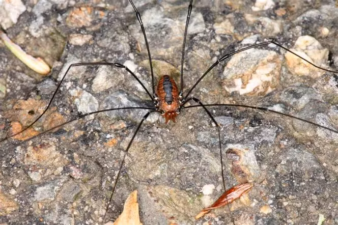 Một số loài nhện Daddy Longlegs lớn có thể chỉ sống được trên dưới 2 năm nhưng những loài nhỏ hơn có thể sống tới 7 năm, một tuổi thọ ấn tượng trong giới côn trùng. (Nguồn Boredomtherapy)