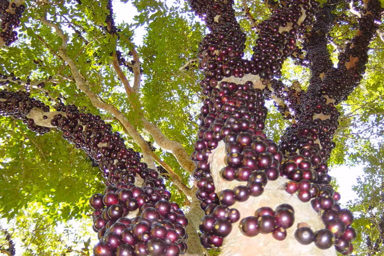  Loài cây kỳ lạ này có tên khoa học là Plinia cauliflora, tên khác là Jabuticaba, ở Việt Nam gọi là nho thân gỗ, là một loài thực vật có hoa trong Họ Đào kim nương. Sở dĩ gọi là nho thân gỗ bởi quả của loài cây này có hương vị giống hệt nho, thơm và ngọt.