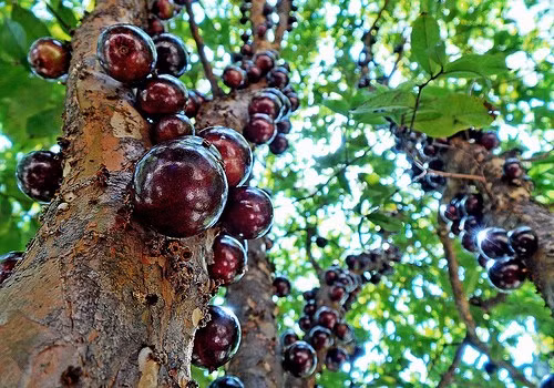 Khi quả chín đen là thời điểm chứa nhiều nước nhất và có thể ăn ngay khi vừa hái. Tuy vậy, thời gian để cây có thể ra quả khá lâu, từ 8 đến 9 năm, cây càng già lại càng sai quả, quả cũng ngọt hơn theo thời gian.