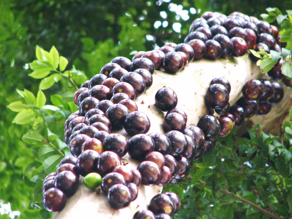 Theo một số nhà nghiên cứu, mục đích sinh trưởng của loài quả này là để nhằm cản trở việc các loài động vật leo lên cây. Khi có ý định leo lên, những động vật sẽ phải cân nhắc vì quả nho thân gỗ trơn và bóng.