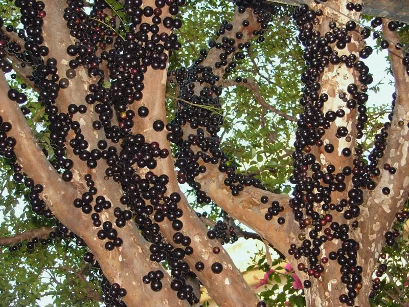 Thú vị hơn, loài cây kỳ lạ ở Việt Nam này còn mọc quả từ gốc lên đến ngọn. Chính vì thế nó còn có cái tên khác là nho đất.