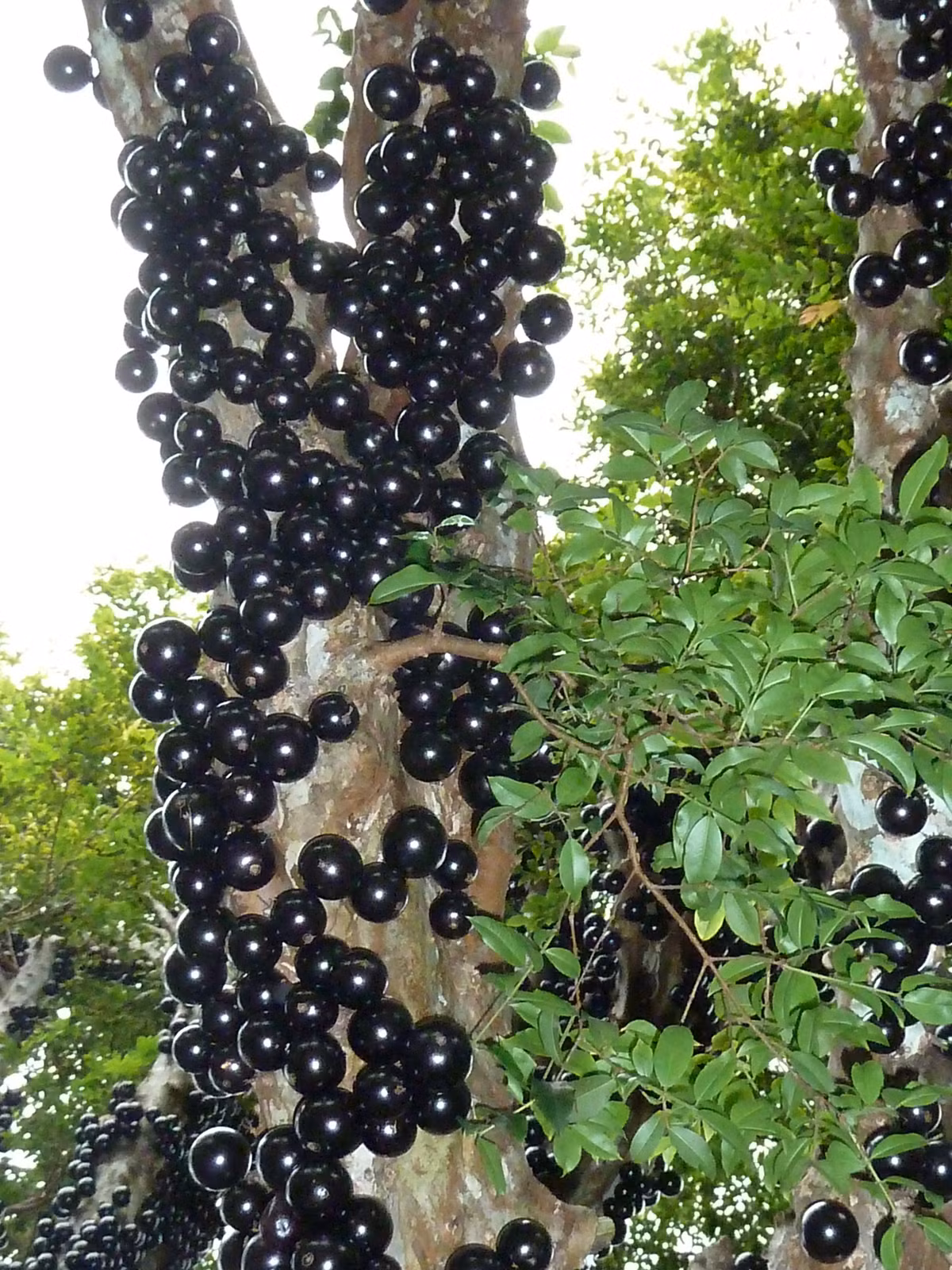 Điểm đặc biệt ở nho thân gỗ chính là cách thức ra hoa kết quả. Khác với những loài nho có thân leo thường thấy, loài nho này ra quả không kết chùm, không mọc trên cây thân leo mà mọc trực tiếp trên thân cây và cành cây.