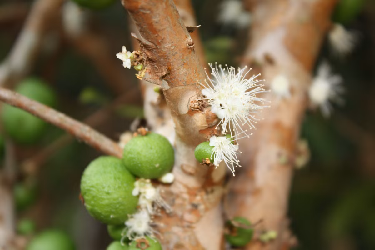 Được đánh giá là loại cây quý hiếm, cây lâu năm, nho thân gỗ cao khoảng 6m, đường kính cây khoảng 10–30 cm. Cây có nhiều nhánh và có ngọn hướng lên trên. Hoa nhỏ màu trắng, mọc ở thân cây.