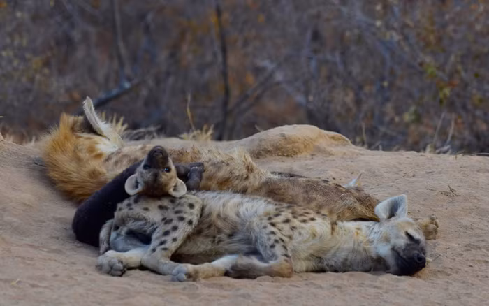 Sharon Haussmann, người thường xuyên nhìn thấy những con linh cẩu xung quanh khu vực mình sinh sống đã kịp thời ghi lại khoảnh khắc đáng yêu của những linh cẩu con nghịch ngợm. (Nguồn Africa Geographic)