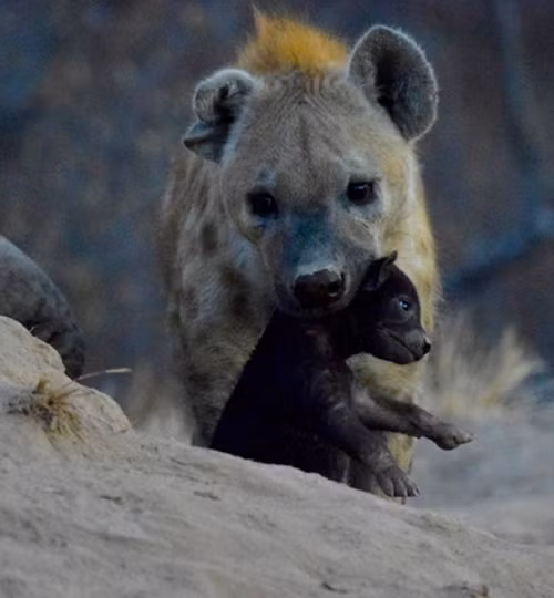 Một trong những hình ảnh ấn tượng nhất đối với Sharon là những con linh cẩu con nghịch ngợm. Theo cô chia sẻ, mỗi khi nhìn vào đôi mắt nhỏ đen láy của linh cẩu bé xíu, cô muốn nói với cả thế giới, đặc biệt là trẻ em rằng, có rất nhiều điều thú vị ở những linh cẩu, không phải chỉ mặt phản diện được miêu tả mạnh mẽ trong các bộ phim của Disney. (Nguồn Africa Geographic)