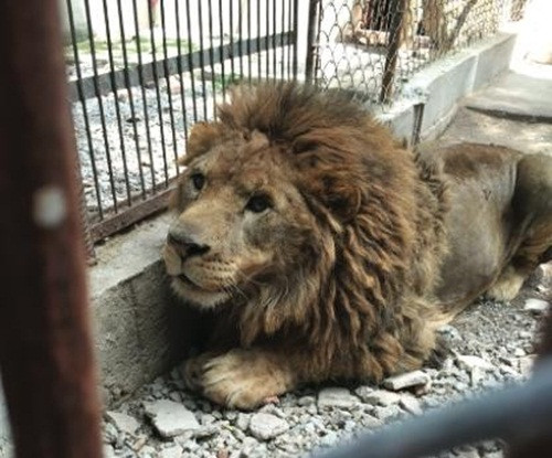 Những hình ảnh ghê rợn này được ghi lại tại 10 rạp xiếc khác nhau và các trại huấn luyện xiếc thú Tô Châu, Trung Quốc. Tô Châu là một thành phố nổi tiếng có tới 300 rạp xiếc lớn, vừa và nhỏ. (Nguồn Dodo)