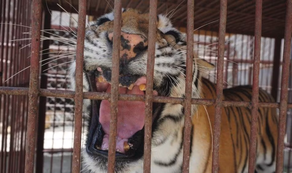 Để hạn chế tối đa rủi ro khi biểu diễn cùng những mãnh thú này, những người huấn luyện ở Trung Quốc đã vặt răng nanh, bẻ gẫy hết răng của chúng, đề phòng khi bị đánh quá đau, chúng phản kháng cũng không thể gây thương tích nặng nề. (Nguồn Dodo)