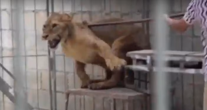 Loạt hình ảnh về sự huấn luyện thảm khốc mà những động vật này phải chịu đựng đã khiến nhiều người phẫn nộ. Họ kêu gọi mọi người nâng cao nhận thức về bảo vệ động vật hoang dã, động vật quý hiếm, xóa sổ những rạp xiếc thú tàn bạo. (Nguồn Dodo)