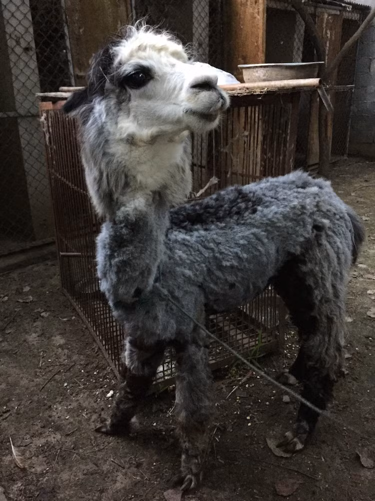 Có những rạp xiếc còn huấn luyện cả lạc đà để biểu diễn. Sợ hãi và đau đớn nhưng những động vật đáng thương này vẫn phải phục tùng lời nói của con người nếu không muốn chết. (Nguồn Dodo)