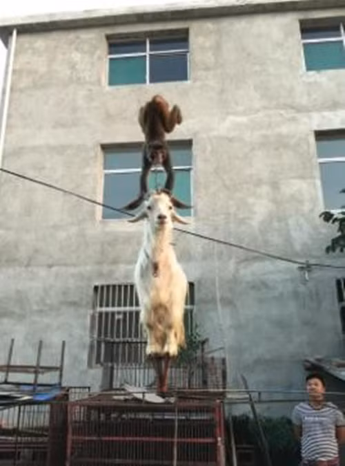 Những con khỉ được huấn luyện để thực hiện những màn leo trèo, đánh đu mạo hiểm. Trên cổ chúng luôn có xích, chỉ cần phản kháng hoặc biểu diễn không tốt, chúng sẽ phải chịu cực hình đánh đập. (Nguồn Dodo)