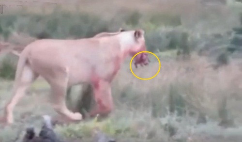 Sau khi không cạnh tranh được với những con sư tử khác trong đàn, một con sư tử cái thản nhiên cắp lợn rừng con sơ sinh ra một góc và ăn thịt.