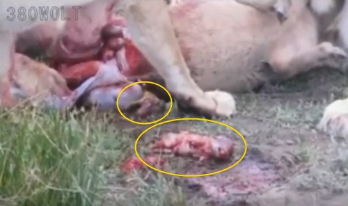 Sau khi săn giết được một con lợn rừng, cả đàn sư tử lao vào cắn xé, chia sẻ con mồi cùng nhau.