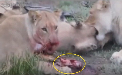 Cảnh tượng kinh hoàng khi đàn sư tử hung dữ cắn xé, ăn sống nuốt tươi con mồi, không tha cả những lợn rừng con trong bụng mẹ khiến nhiều người không khỏi kinh hãi.