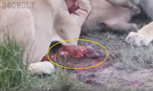 Trong quá trình đó, một con sư tử cái phát hiện ra lợn rừng mẹ mang thai, nó cắn đứt dây rốn và lôi lợn rừng con vẫn còn đang thở nhẹ ra ngoài.