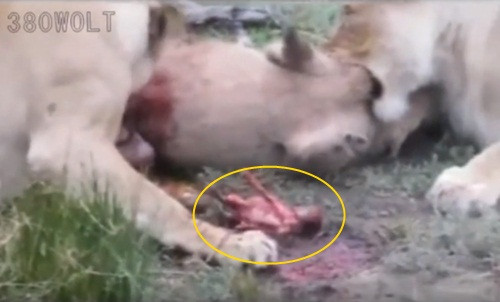 Trong cuộc sống hoang dã không hiếm những cảnh tượng săn mồi khiến con người kinh hãi, tuy nhiên cảnh tượng sư tử thi nhau xé xác lợn rừng đang mang thai là một trong những hình ảnh ghê rợn nhất.
