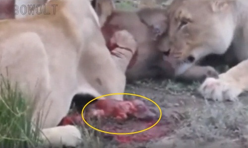 Lợn rừng con sơ sinh chưa mở mắt hoàn toàn.