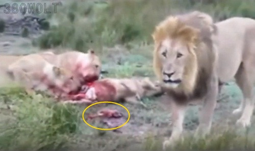 Nó nằm bên cạnh xác mẹ trong khi những con sư tử vẫn đang say máu, thưởng thức bữa thịt lợn rừng một cách vui vẻ.