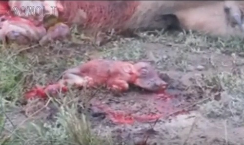 Những tưởng con lợn rừng con sơ sinh sẽ được tha, nhưng sư tử không làm vậy.