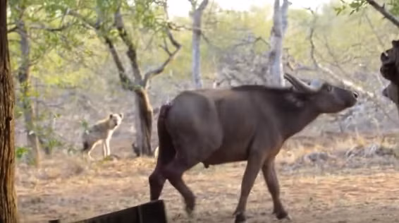 Một con trâu rừng trẻ tuổi bị một nhóm linh cẩu gồm 4 con truy sát, chạy về phía khu vực nhà ở của con người. Khi chạy đến nơi, phần đuôi của con trâu rừng đã bị cụt hoàn toàn, máu chảy lênh láng xuôi theo hai chân sau trông rất thảm.