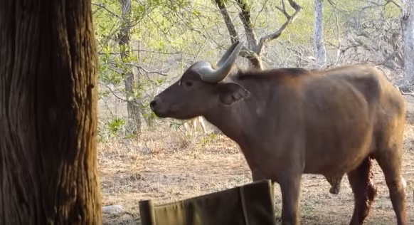 Cụ thể, khi Ryan cùng nhóm bạn đang say giấc nồng vào khoảng 5h sáng thì bỗng nhiên choàng tỉnh vì những tiếng động rất lớn bên ngoài phòng ngủ của họ. Nhận thấy đây là cơ hội quan sát trực tiếp đời sống hoang dã ở châu Phi hiếm có, cả nhóm đã lập tức bật dậy và ghi lại được cảnh tượng linh cẩu truy sát trâu rừng sống động này.