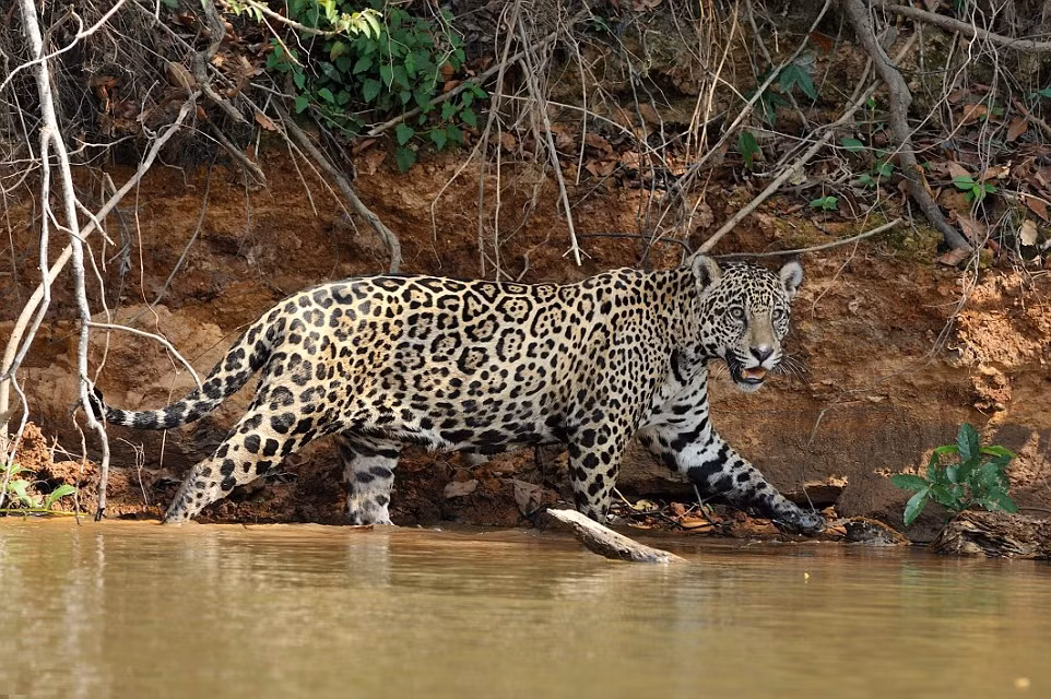 Theo Luiz Claudio, con báo đốm lúc đầu chỉ có ý định giải khát, nó tiến đến gần mép nước và thoải mái uống. Sau đó, nó nhìn thấy một con cá sấu bơi gần đó. (Nguồn Dailymail)