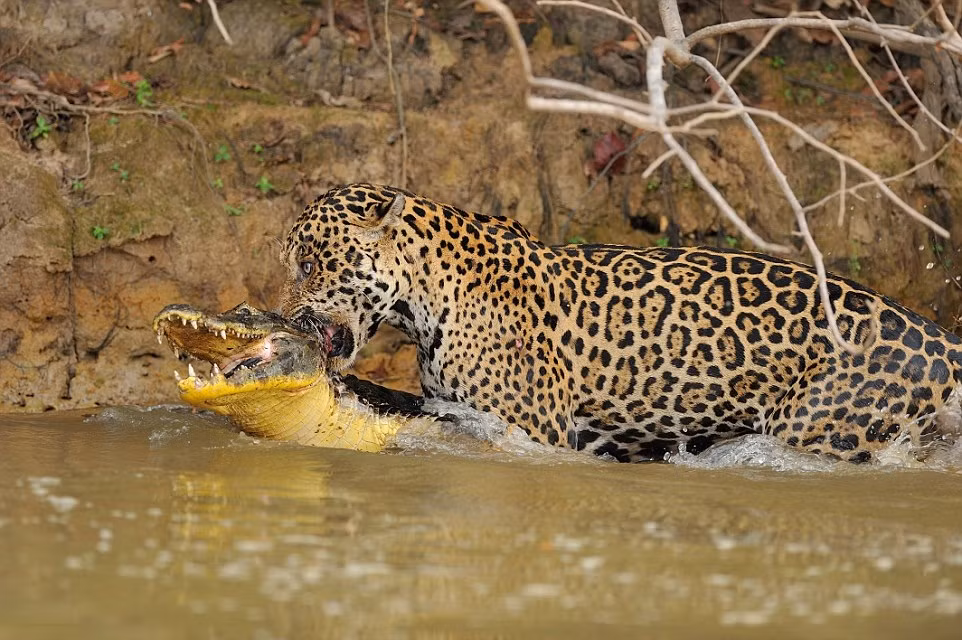Dính đòn chí tử vào cổ, cá sấu thua, buông xuôi chấp nhận để báo đốm hung dữ lôi vào bờ, trở thành bữa trưa ngon miệng cho báo đốm. (Nguồn Dailymail)