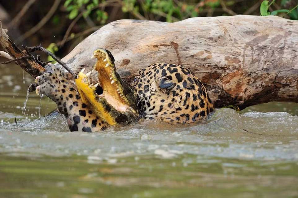 Rất nhiều người cảm thấy vô cùng khó tin khi cá sấu thất thủ ngay trên "sân nhà" đồng thời nể phục kỹ thuật săn mồi đỉnh cao của báo đốm. Nó đã chứng minh được sức mạnh hoang dại của mình khi kết hợp khéo léo nhiều yếu tố, ẩn thân, tấn công bất ngờ và sức mạnh tàn bạo. (Nguồn Dailymail)