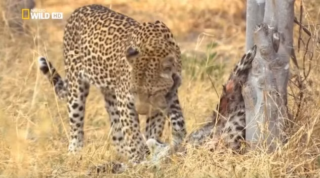 Được mẹ giúp đỡ nhưng báo đốm con vẫn không thể đứng dậy, nó bất lực đưa tay vuốt mặt mẹ, bày tỏ tình yêu của mình với mẹ.