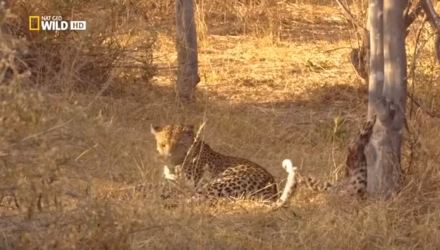 Dường như biết mình sẽ không sống được bao lâu nữa, khi báo đốm mẹ tới gần, báo đốm con thò tay vuốt vuốt lấy đuôi của mẹ lần cuối.